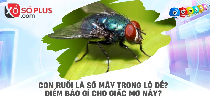 Con ruồi là số mấy trong lô đề? Điềm báo gì cho giấc mơ này?