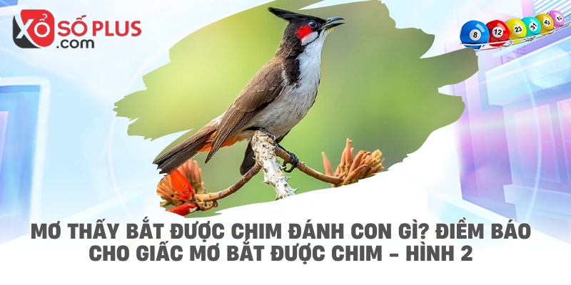 Mơ thấy bắt được chim đánh con gì? Điềm báo cho giấc mơ bắt được chim - hình 2