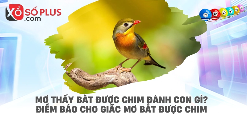 Mơ thấy bắt được chim đánh con gì? Điềm báo cho giấc mơ bắt được chim