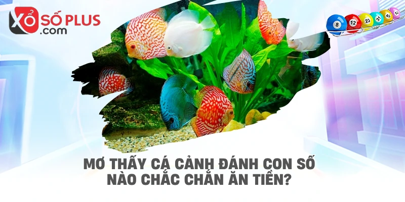 Mơ thấy cá cảnh đánh con số nào chắc chắn ăn tiền?
