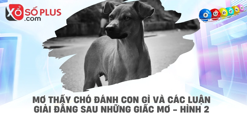 Mơ thấy chó đánh con gì và các luận giải đằng sau những giấc mơ - hình 2
