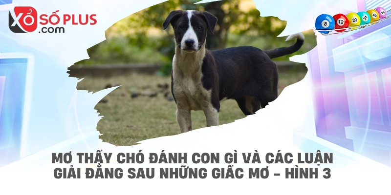 Mơ thấy chó đánh con gì và các luận giải đằng sau những giấc mơ - hình 3