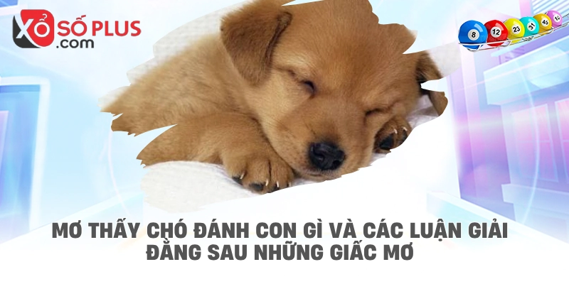 Mơ thấy chó đánh con gì và các luận giải đằng sau những giấc mơ