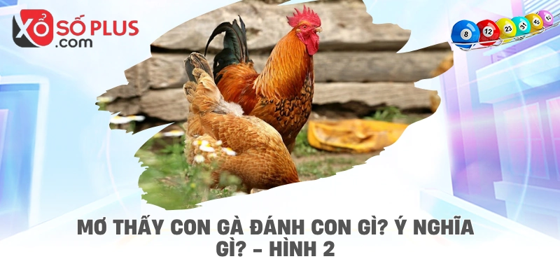 Mơ thấy con gà đánh con gì? Ý nghĩa gì? - hình 2