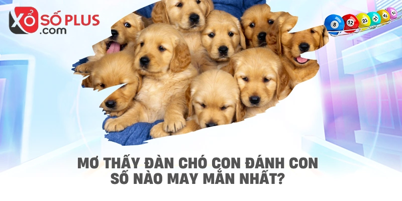 Mơ thấy đàn chó con đánh con số nào may mắn nhất?