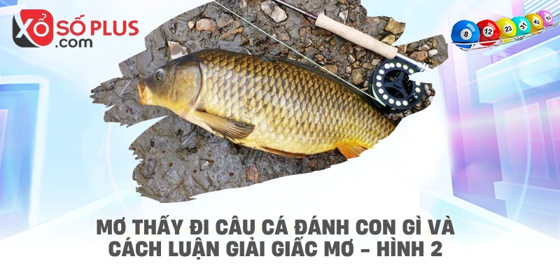 Mơ thấy đi câu cá đánh con gì và cách luận giải giấc mơ - hình 2
