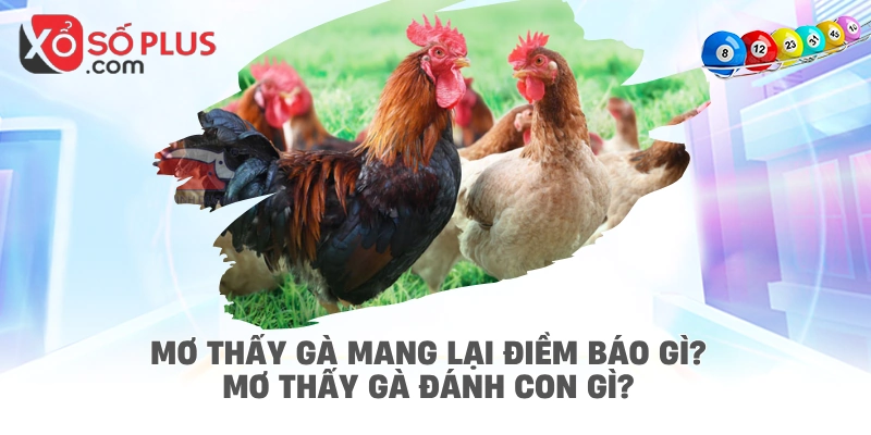 Mơ thấy gà mang lại điềm báo gì? Mơ thấy gà đánh con gì?