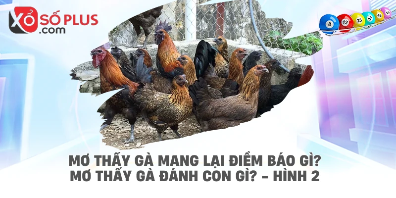 Mơ thấy gà mang lại điềm báo gì? Mơ thấy gà đánh con gì? - hình 2