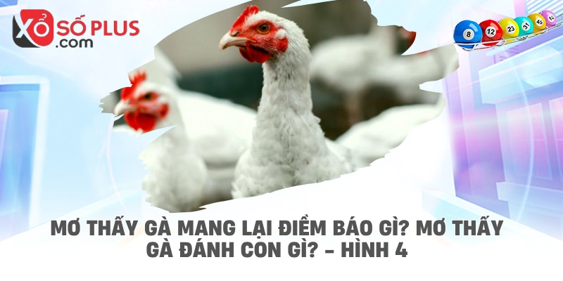 Mơ thấy gà mang lại điềm báo gì? Mơ thấy gà đánh con gì? - hình 4