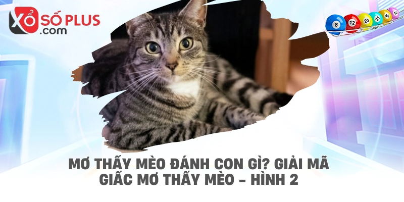 Mơ thấy mèo đánh con gì? Giải mã giấc mơ thấy mèo - hình 2