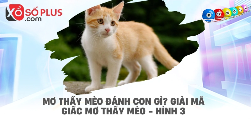 Mơ thấy mèo đánh con gì? Giải mã giấc mơ thấy mèo - hình 3