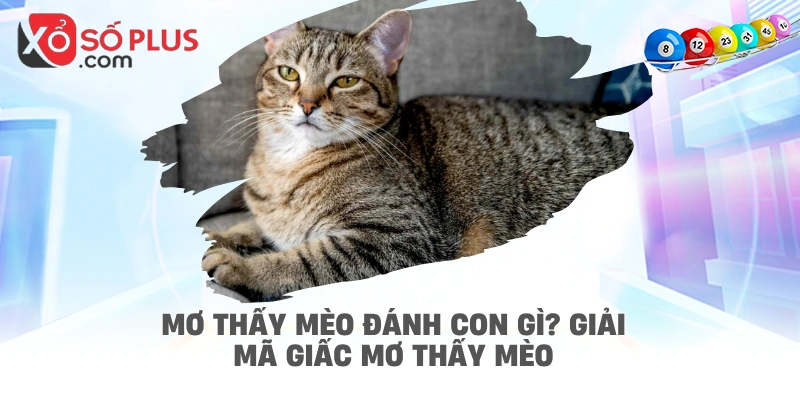 Mơ thấy mèo đánh con gì? Giải mã giấc mơ thấy mèo