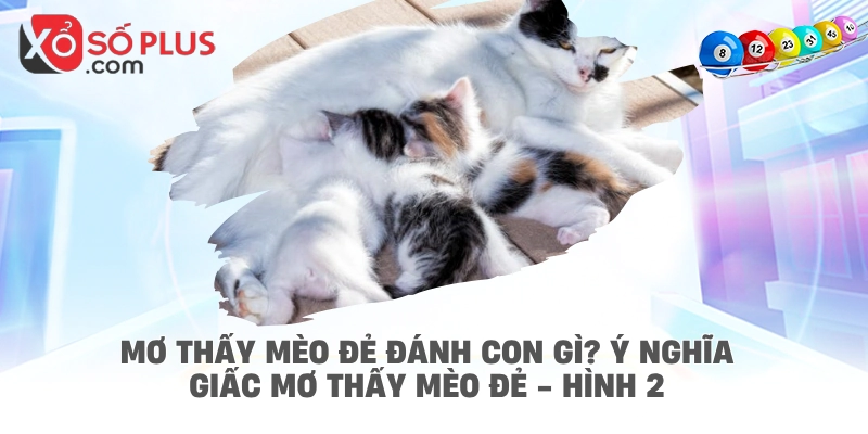 Mơ thấy mèo đẻ đánh con gì? Ý nghĩa giấc mơ thấy mèo đẻ - hình 2