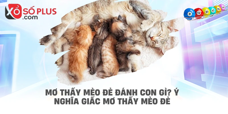 Mơ thấy mèo đẻ đánh con gì? Ý nghĩa giấc mơ thấy mèo đẻ