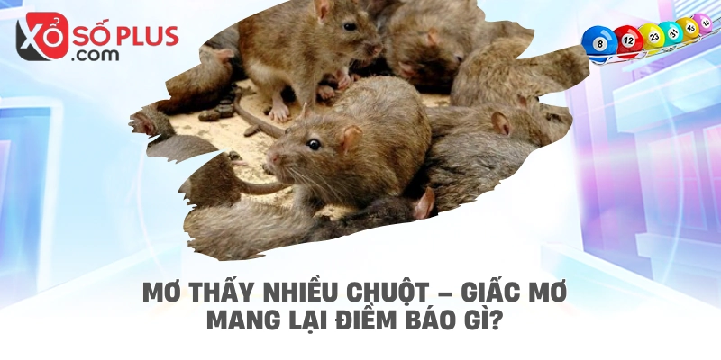 Mơ thấy nhiều chuột – giấc mơ mang lại điềm báo gì?