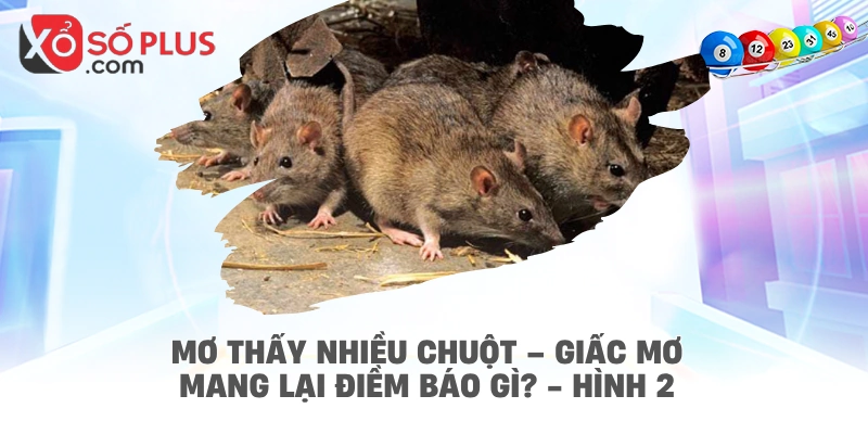 Mơ thấy nhiều chuột – giấc mơ mang lại điềm báo gì? - hình 2