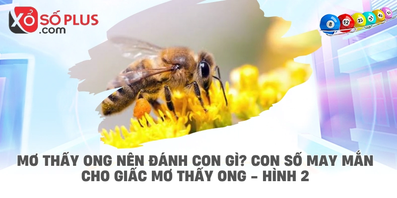 Mơ thấy ong nên đánh con gì? Con số may mắn cho giấc mơ thấy ong - hình 2