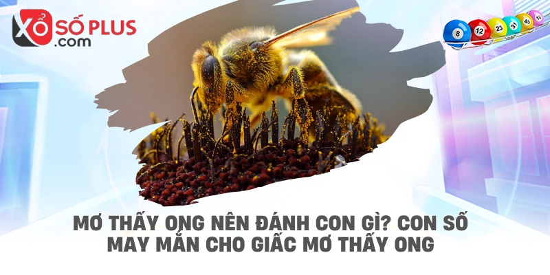 Mơ thấy ong nên đánh con gì? Con số may mắn cho giấc mơ thấy ong