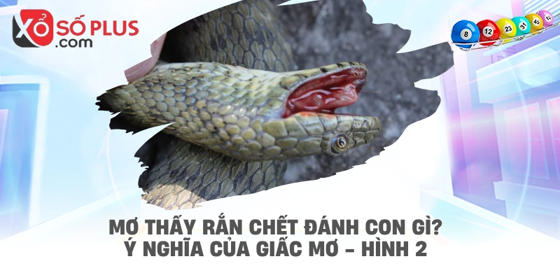 Mơ thấy rắn chết đánh con gì? Ý nghĩa của giấc mơ - hình 2