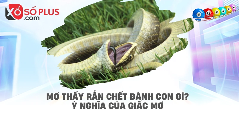 Mơ thấy rắn chết đánh con gì? Ý nghĩa của giấc mơ
