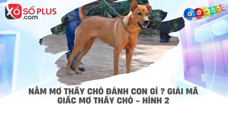Nằm mơ thấy chó đánh con gì ? Giải mã giấc mơ thấy chó - hình 2