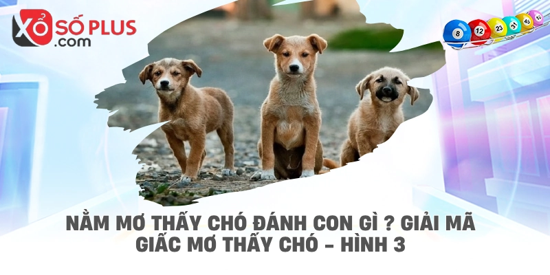 Nằm mơ thấy chó đánh con gì ? Giải mã giấc mơ thấy chó - hình 3