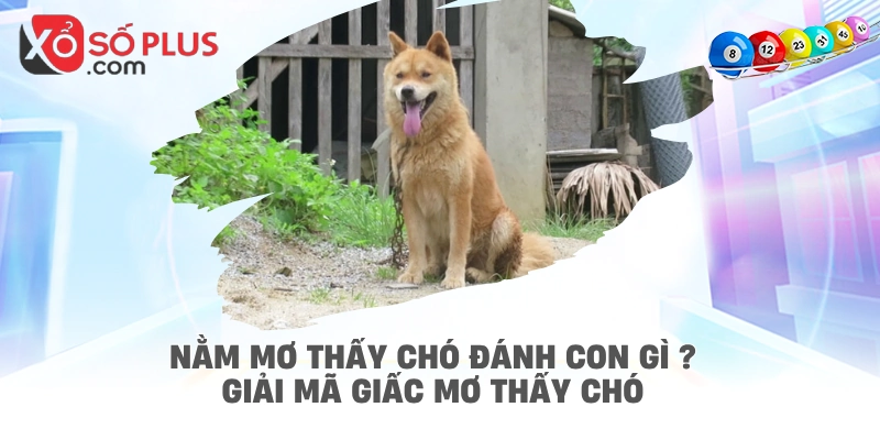 Nằm mơ thấy chó đánh con gì ? Giải mã giấc mơ thấy chó