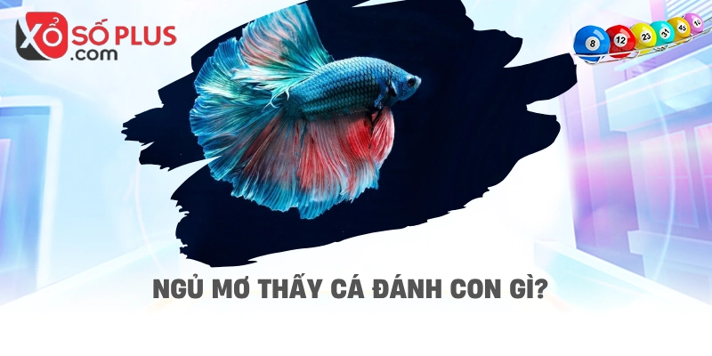 Ngủ mơ thấy cá đánh con gì?
